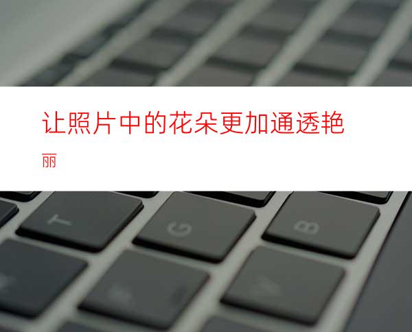 让照片中的花朵更加通透艳丽